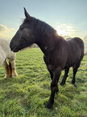 Percheron 