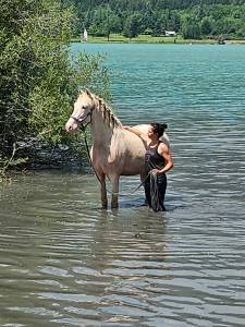 Cheval crème pre