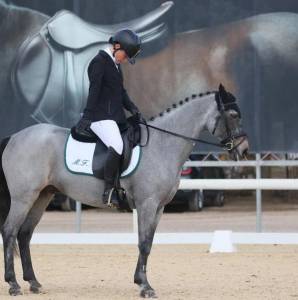 Pony esperto e competitivo in completo e salto ostacoli