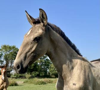 Potro lusitano en venta 2025 isabelo por neron