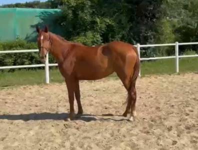 Pouliche cheval de selle italien a vendre 2022 alezan