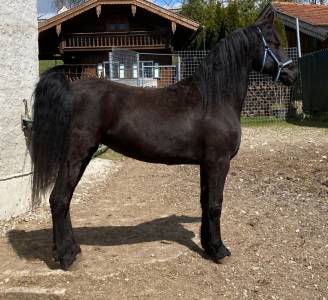à vendre : gelina, jument arabo-frisonne de 7 ans