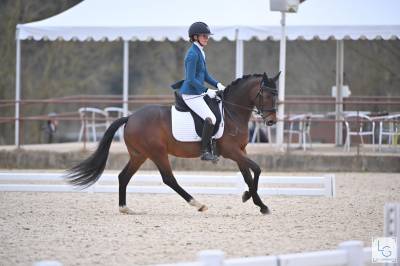 Dekhengst Franse rijpony PFS Te koop 2020 Donker bruin / bai ,  COCKNEY CRACKER (DRP)