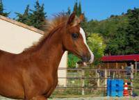 Cheval demi portion 