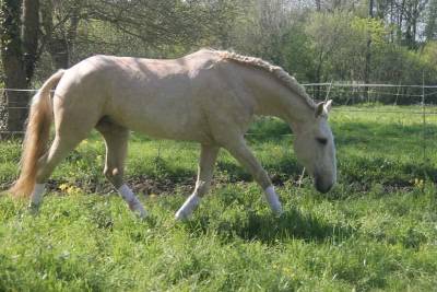 Etalon palomino lusitanien