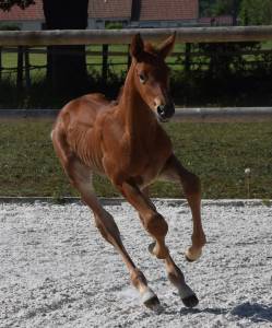 Magnifique poulain d'avenir pour le cso