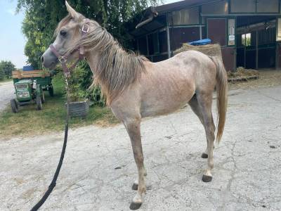 Vendita Puledro stallone Arabo