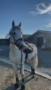 Loue poney de sport 