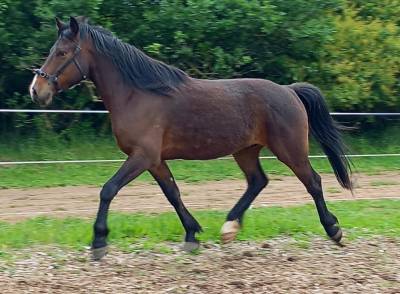 Poney demi sang shagya 