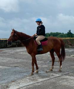 Magnifique hongre 8 ans