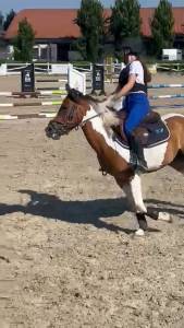 Pony pezzato 