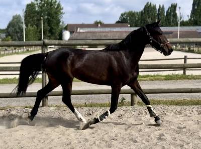 Tangelo van de zuuthoeve x cornet obolensk