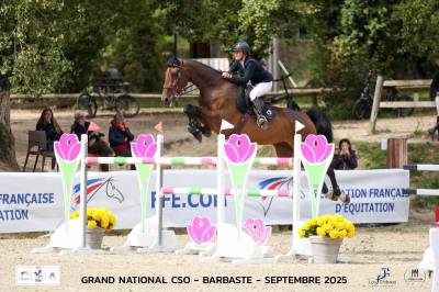 Mare oldenburg for sale 2017 bay