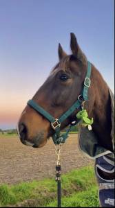 Recherche d’un/e cavalier/e