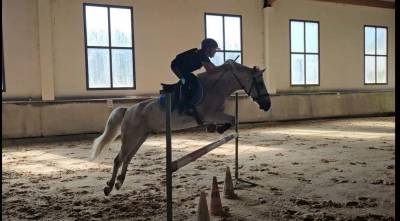 Caballo castrado connemara en venta 2011 tordo por gurteen prince