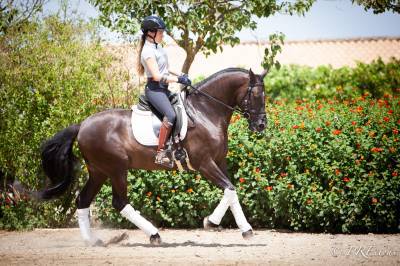 Magnifique hongre pure race espagnole noir dressage