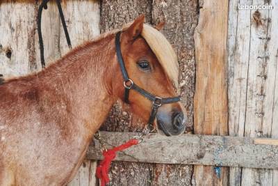 Poulain shetland male pp