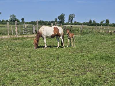 Ponette poulinière pie de 6 ans suite de sa pouliche
