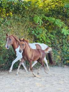 Broodmare origin recorded for sale 2019 coloured