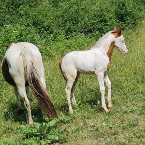 Cheval de couleur 