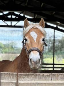 Poney haflinger