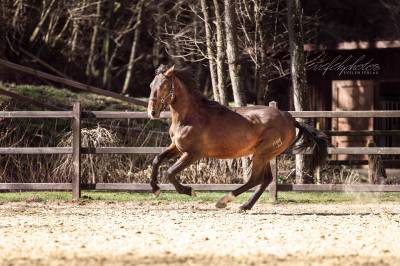 Baroque, young stallion 