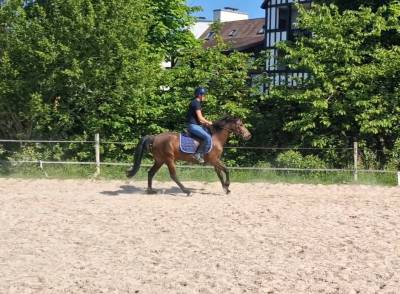 Poney d a vendre 