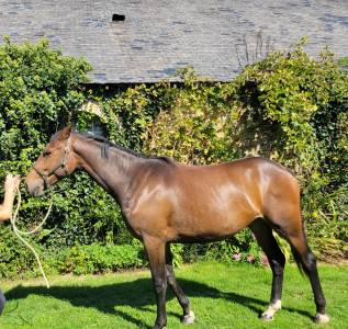 Magnifique pouliche par casallo z, 2 ans 