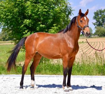 Pouliche baie 2 ans orientation CSO