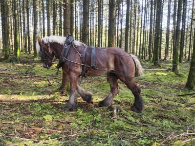 Jument trait belge de 6 ans