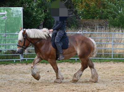 Jument trait belge de 6 ans