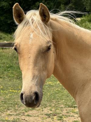 Vend poulain quarter horse pp