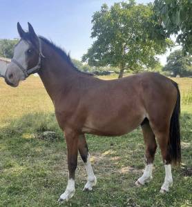 Hengst franse rijpony pfs te koop 2023 donker bruin / bai ,  greatstar embet tilia
