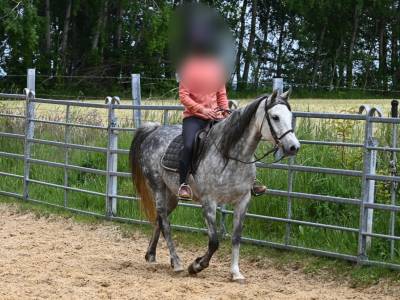 Jument pur sang arabe de 7 ans