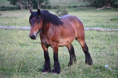 Jument trait belge de 9 ans