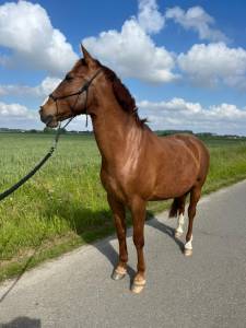 Ruin te koop