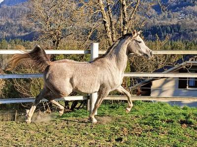 Cheval pur sang arabe à vendre