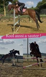 Cavalla altre razze di cavalli in vendita 2019 baio