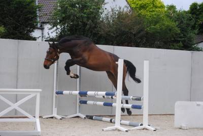 Poulain de sport prometteur pour cso / cce