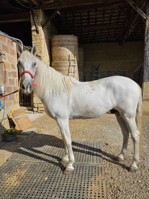 Cheval pre
