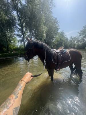 Poney 4 ans pfs gros moyens 
