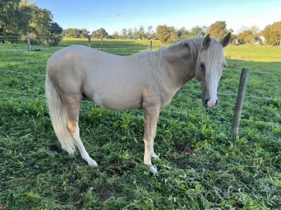Joli mâle palomino sabiano