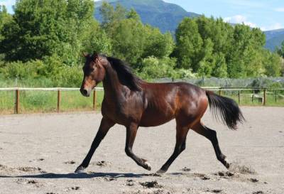 Chic hongre 2 ans selle francais dressage / cce