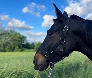 Cheval cruzado 7 ans