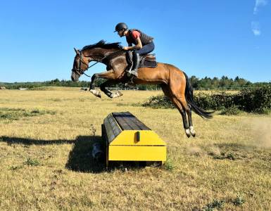 Cheval d’avenir