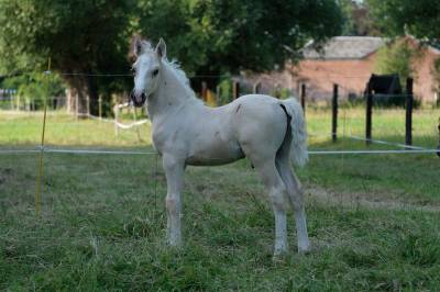Poulain palomino welsh cob
