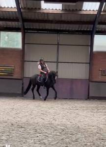 Prachtige, stoere 4 jarige D-pony ruin