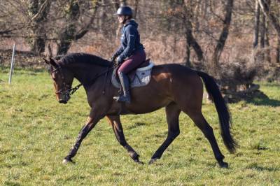 Cheval selle français