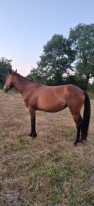 Cheval de loisir