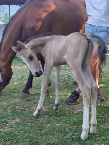 Poulain welsh pony isabelle 